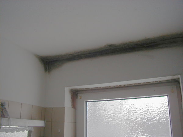 Maler Butscher - Schimmelpilze in der Wohnung. Maler Butscher - Schimmelpilze in der Wohnung.